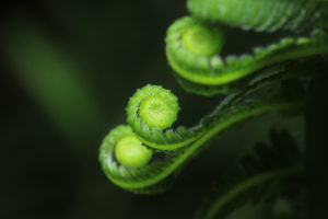 New fern leaves unfolding